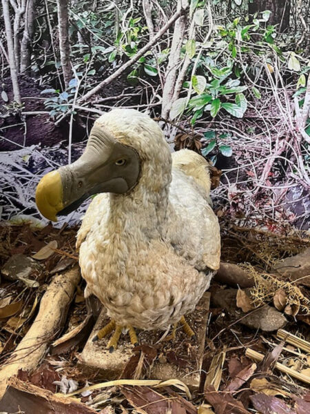 Dodo ptica - Mauricijus putovanje 2024